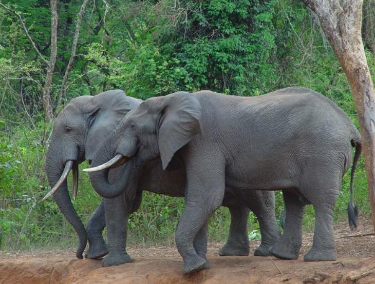 Bamingui-Bangoran National Park, Bamingui-Bangoran Prefecture (North), Central African Republic